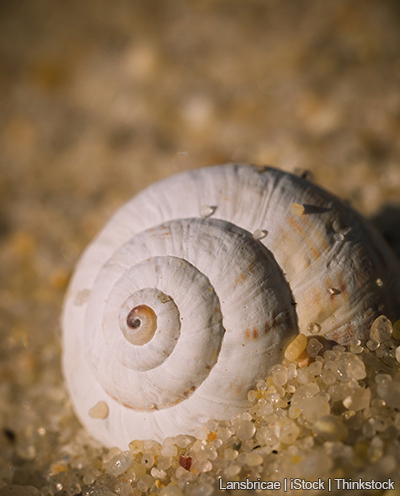 A photo shows a spiral seashell in the sand