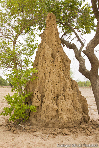 A photo shows a large termite mound