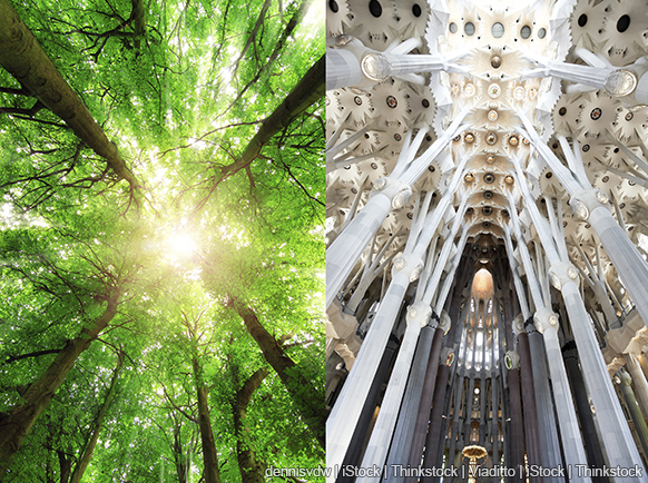 A side-by-side photo shows sun rays shining through a thick forest canopy and the inside of a large building with beams and a roof resembling a forest canopy