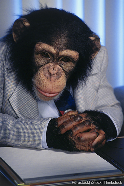 A photo shows a chimpanzee dressed in a suit and sitting behind a desk
