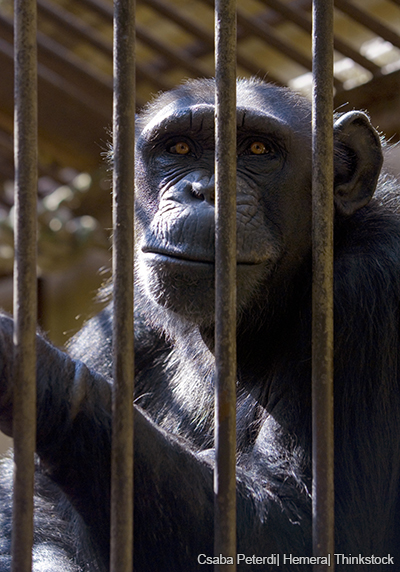 A photo shows a chimpanzee in a cage