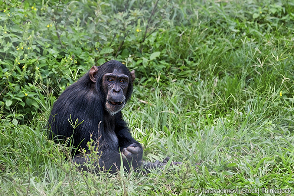 A photo shows a chimpanzee sitting in a field in the wild